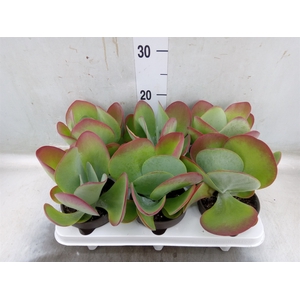 Kalanchoe NF thyrsiflora