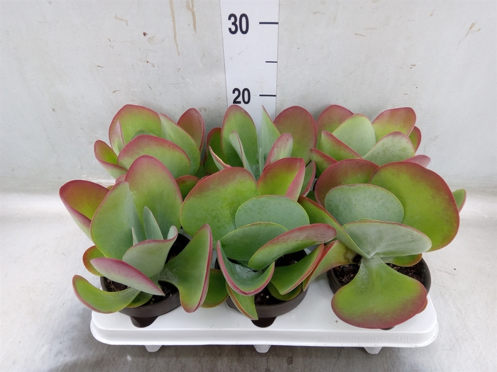 <h4>Kalanchoe NF thyrsiflora</h4>