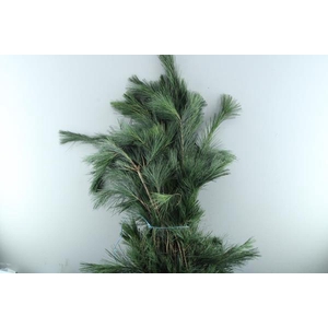Deco Gr Pinus Strobus L 90