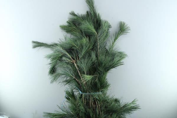 <h4>Deco Gr Pinus Strobus L 90</h4>