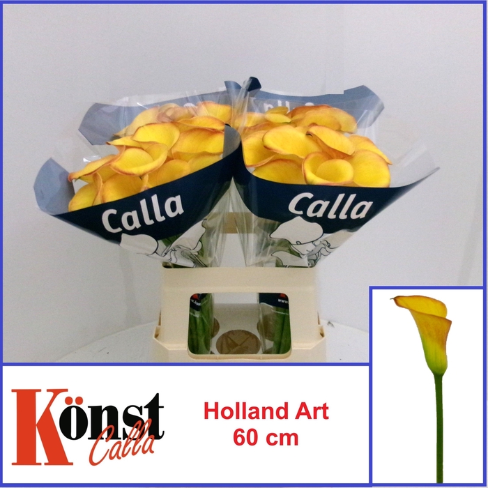 <h4>ZANT HOLLAND ART</h4>