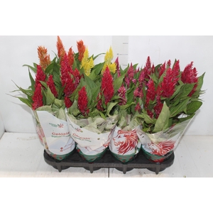 CELOSIA P14 VARIADO