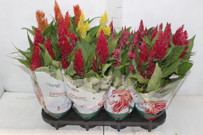 <h4>CELOSIA P14 VARIADO</h4>