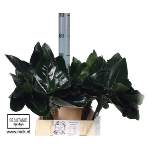 ANTH ARROW BL