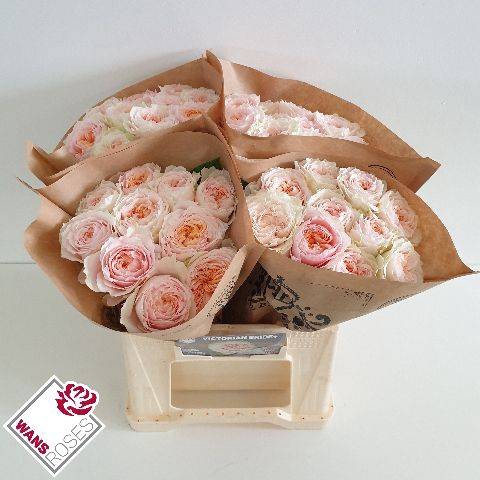 <h4>Rosa Garden Victorian Bride</h4>