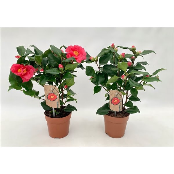 <h4>Camellia Dr King 10+ knoppen</h4>