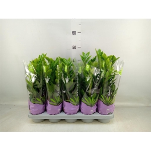 Zamioculcas zamiifolia