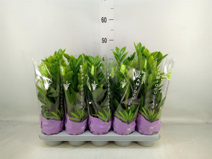 <h4>Zamioculcas zamiifolia</h4>