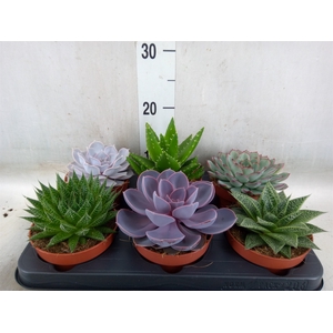 Succulents   ...mix 6