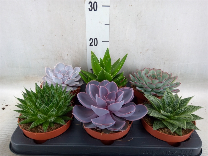 <h4>Succulents   ...mix 6</h4>