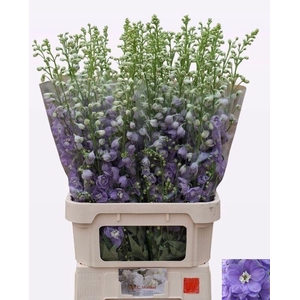 DELPH DU AURORA LAVE