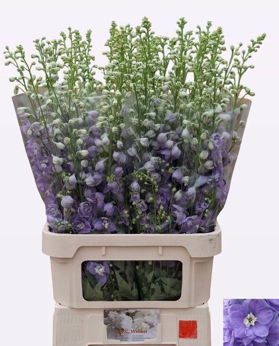 <h4>DELPH DU AURORA LAVE</h4>