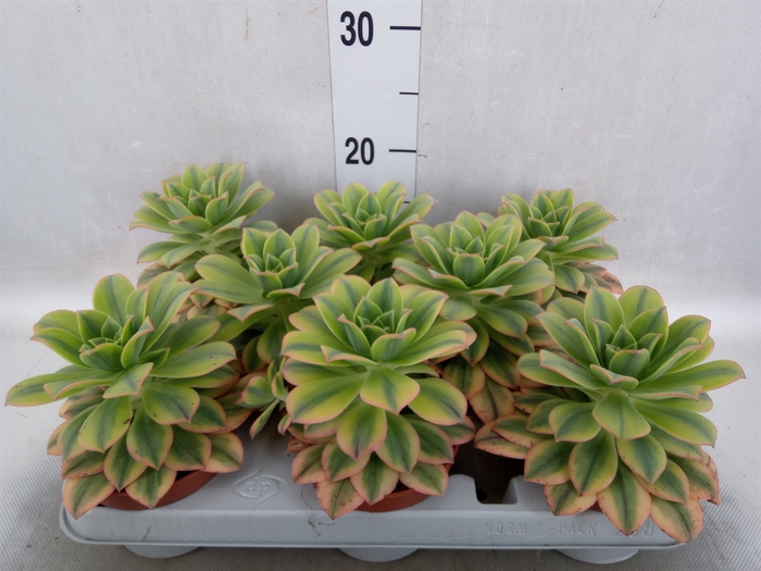 <h4>Aeonium   ...</h4>