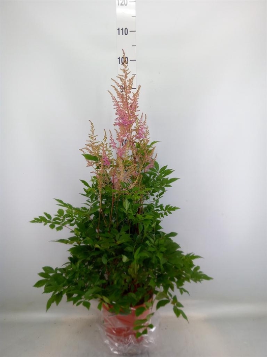 <h4>Astilbe   ...mix 4</h4>