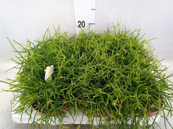 <h4>Rhipsalis cassutha</h4>