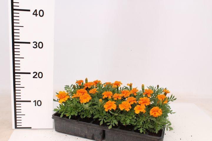 <h4>TAG OV MIXK</h4>