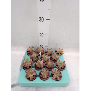 Aeonium   ...