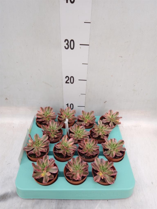 <h4>Aeonium   ...</h4>