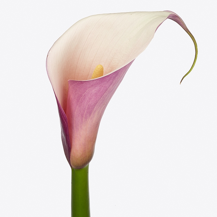 Zantedeschia Eydolls Purple White