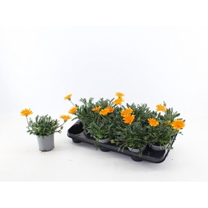 Gazania splen. 'Gelbe Jupiter'