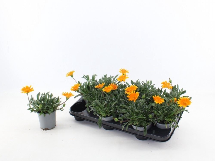 <h4>Gazania splen. 'Gelbe Jupiter'</h4>