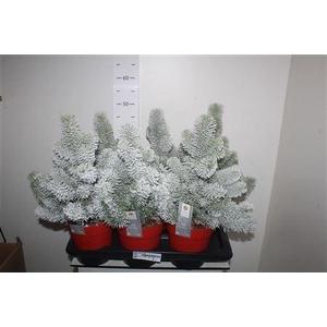 Pinus Silver Crest Snow