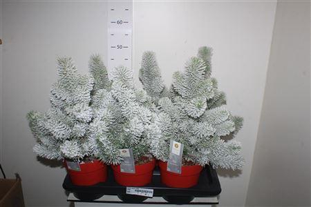 <h4>Pinus Silver Crest Snow</h4>