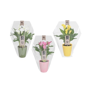 Zantedeschia gemengd Calla mix in Esmee keramiek