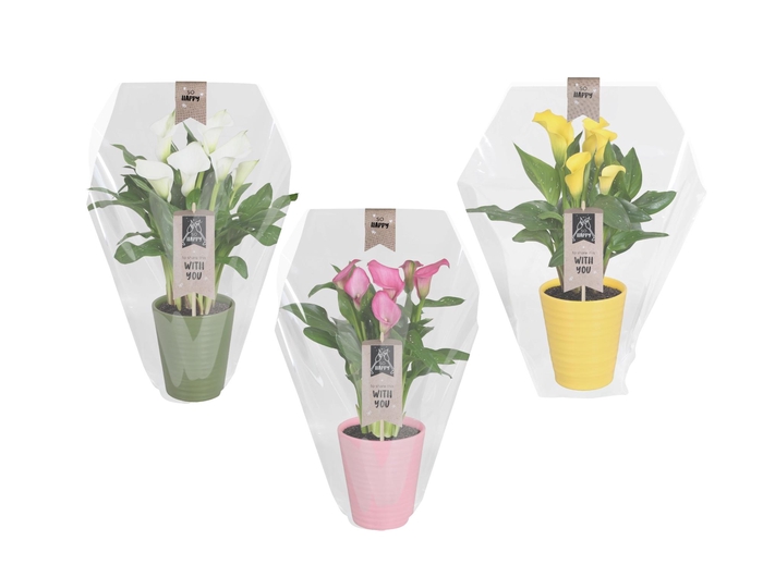 <h4>Zantedeschia gemengd Calla mix in Esmee keramiek</h4>