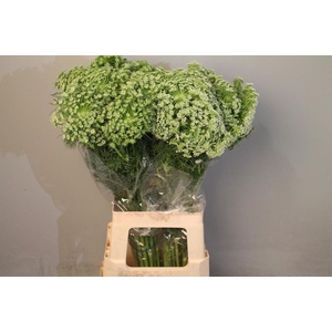 Ammi Visnaga