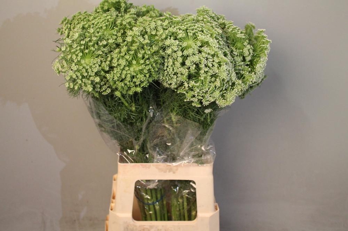 <h4>Ammi Visnaga</h4>