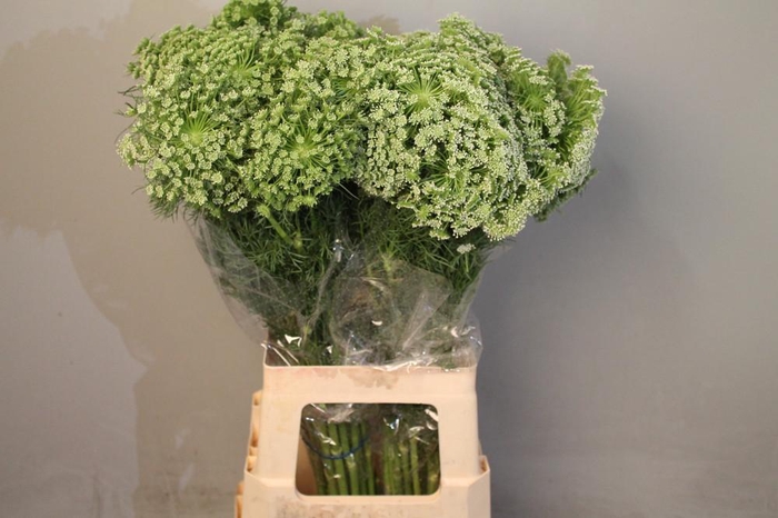 <h4>Ammi Vis Casablanca Boxes</h4>