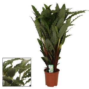 Calathea 21cm Tropistar