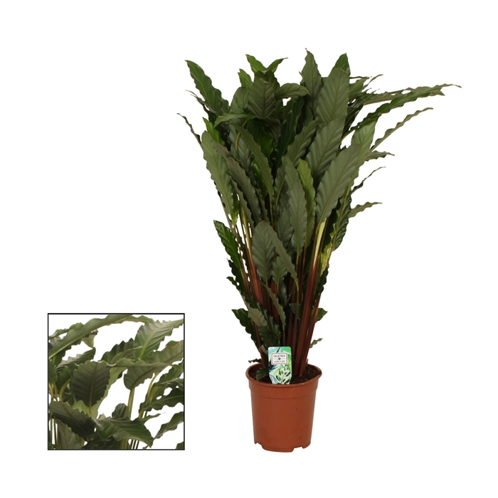 <h4>Calathea 21cm Tropistar</h4>