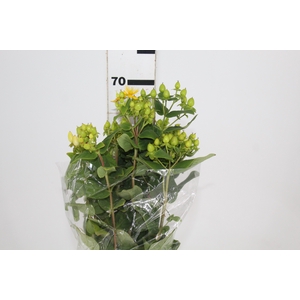 HYPERICUM 080 CM VERDE