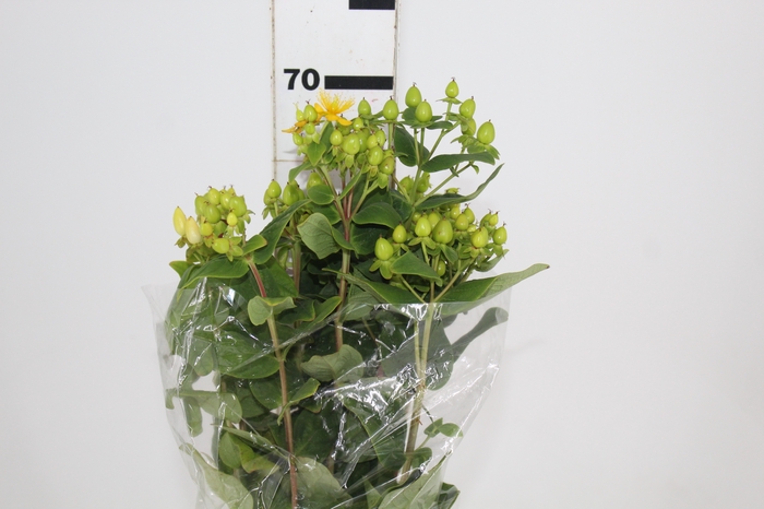 <h4>HYPERICUM 080 CM VERDE</h4>