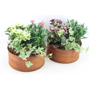 arr4 Outdoor PL - Roest schaal 285/4
