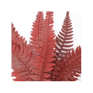 Felci Fern Red FFE/9203