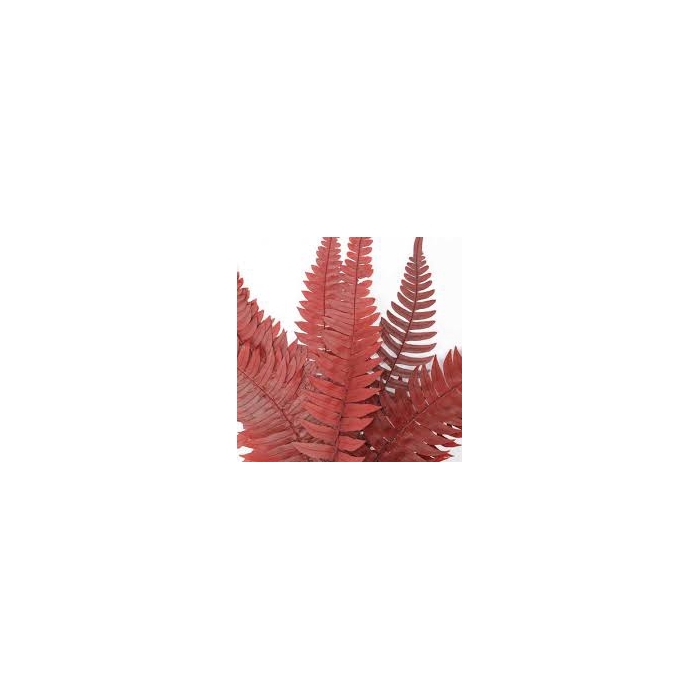 <h4>Felci Fern Red FFE/9203</h4>