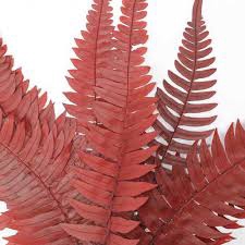 Felci Fern Red FFE/9203