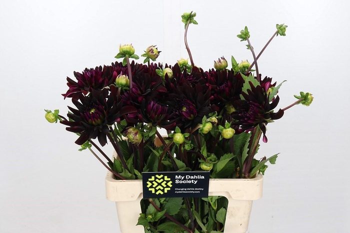 <h4>Dahlia Chat Noir</h4>