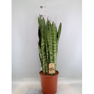 Sansevieria zeylanica