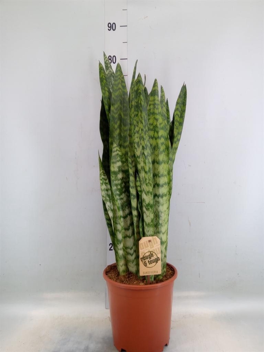 <h4>Sansevieria zeylanica</h4>
