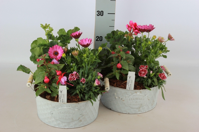 <h4>ARR TUINPLANTEN</h4>