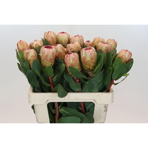 PROTEA GRANDICOLOR