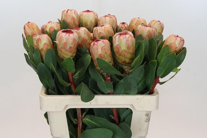 <h4>PROTEA GRANDICOLOR</h4>