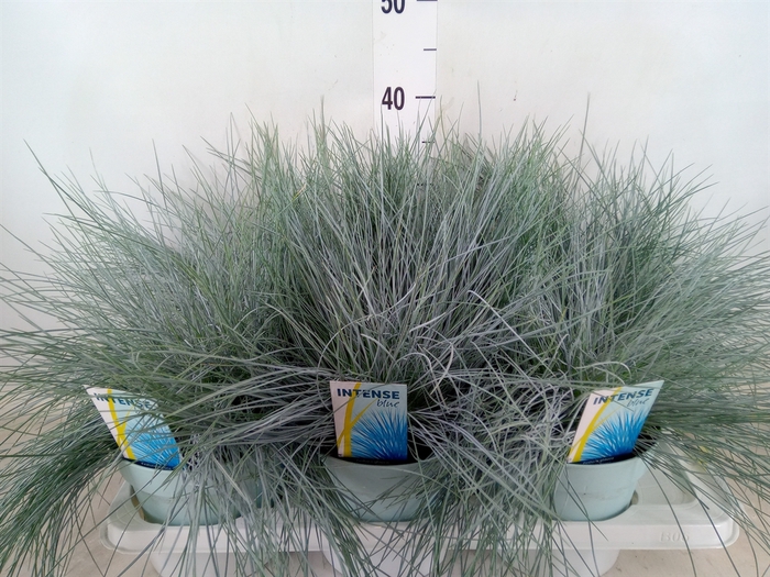 <h4>Festuca glauca 'Intens Blue'</h4>