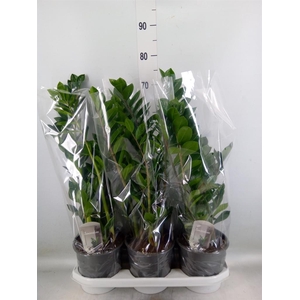 Zamioculcas zamiifolia