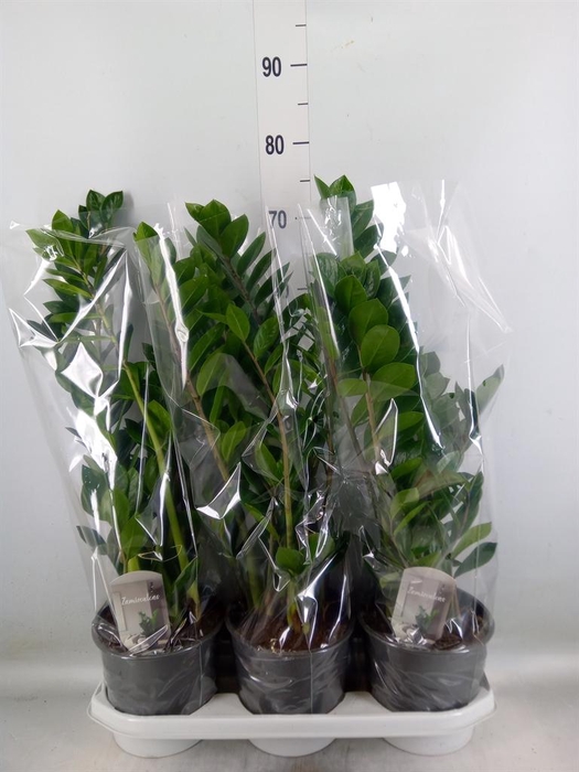 <h4>Zamioculcas zamiifolia</h4>