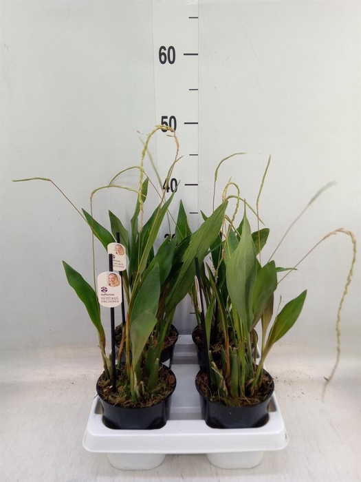 <h4>Orchideeen   ...</h4>